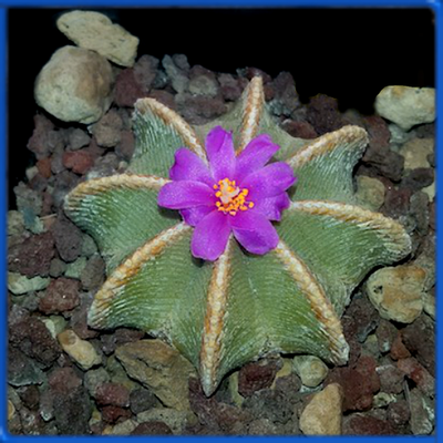 Aztekium hintonii PP 222