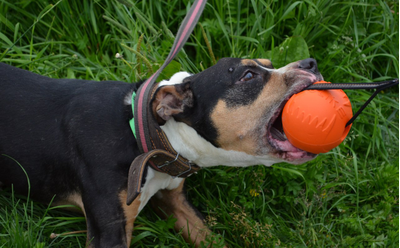 Doglike Мяч С ЛЕНТОЙ средний (Оранжевый)