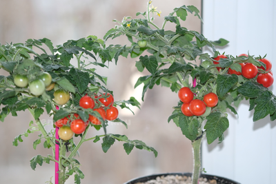 Томат  Red Robin (Ред Робин), 10 шт.