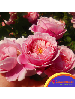 Дитер Мюллер (Dieter Muller)