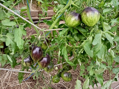 Томат Черное сердце Джи Даблъю Ар (GWR Black Hearts)