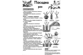 Посадка роз