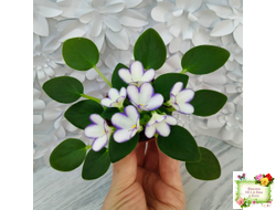 2А-Проба Пера (Е. Кольцова) 2024 г. (сортовая розетка)