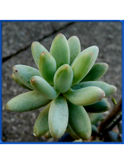 Pachyphytum brevifolium