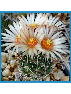 Coryphantha pusilliflora