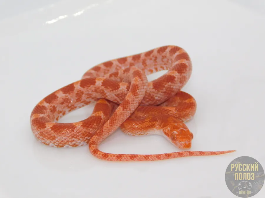 Полоз маисовый "Albino"