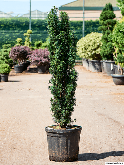 Тисс ягодный Фастигиата - Fastigiata