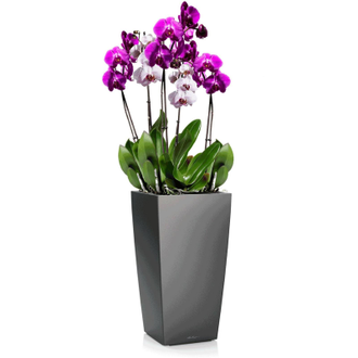Орхидея Фаленопсис + CUBICO 22 Антрацитовый металлик