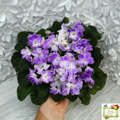 LV-Цветы для Любимого (Л. Шевелева) 2025 г. трейлер (клакамасный лонг)