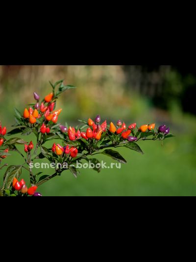 Перец острый  Bolivian Rainbow, 10 шт