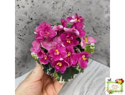 ЛЕ-Фруктовая Мармеладка (Е.Лебецкая) 2017 г. (лист укоренённый)