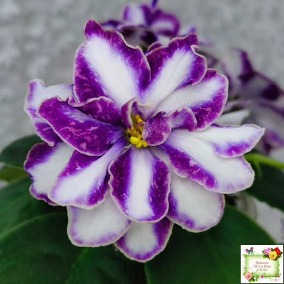 ЮШ-Надюша (Ю.Шаховцева) химера (пасынок из цветоноса укоренённый)