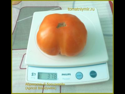 Томат Абрикосовый Брендивайн (Apricot Brandywine)