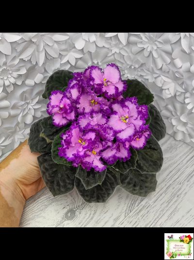 Lyon&#039;s Pirate&#039;s Treasure (S. Sorano) (8529) 11/09/1996