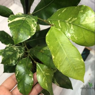 Ficus tinctoria variegated/ фикус Тинктория вариегатный