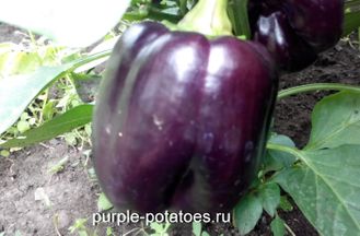 Перец сладкий Пурпурный колокол (Purple Bell)