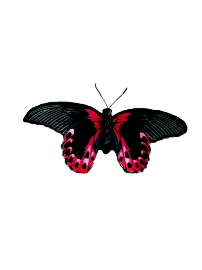 Тропикарий-ферма Бабочек 14 куколок разные виды