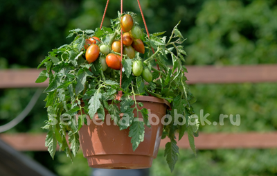 Томат Tumbling Tiger (Тамблинг Тайгер), 10 шт