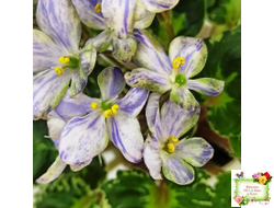 ЛЕ-Лунный Жемчуг (Е. Лебецкая) 2020 г. (детка)