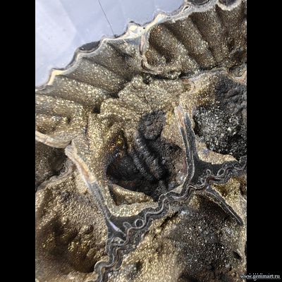 Аммонит, пирит, полированный срез с подставкой. Россия. 290*270*57мм