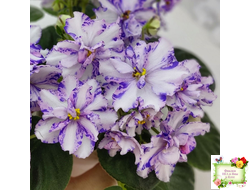 МК-Ветер Перемен (М. Карпова) химера стандарт (стартер сорт)