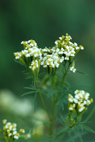 Бархатцы дикие (Tageta minuta) цветки, Индия 5 мл - 100% натуральное эфирное масло