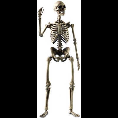 Человеческий скелет (из металла) - Коллекционная ФИГУРКА 1/6 scale THE HUMAN SKELETON (DIECAST ALLOY) (BS011) - COOMODEL