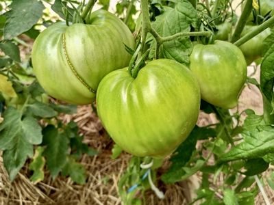 Томат Кинг конг (King kong)