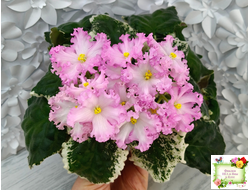 Nik-Обыкновенная Богиня (Н. Булко) 2023 г.