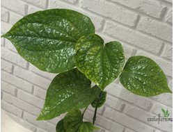 Piper sp. / Перчик природный крупнолистный