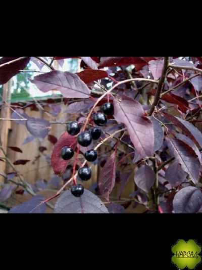 Черёмуха "СИБИРСКАЯ КРАСАВИЦА" (САЖЕНЕЦ 3 ГОДА)