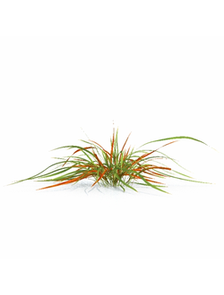 трава Императа цилиндрическая rubra 01 01