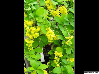 Барбарис Тунберга Indian Summer - фото крупным планом - красовский-сад.рф