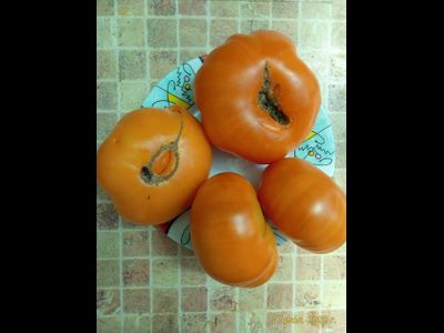 Томат Мясной завтрак (Meat Breakfast)