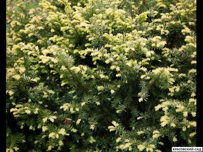 Тис ягодный Элегантиссима - Elegantissima