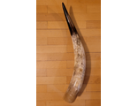 рог, коровы, корова, бык, бычок, ватусси, vatussi, horn, лонгхорн, longhorn, рогатый, скот, козла