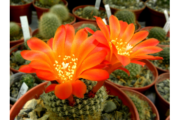 Rebutia krainziana orang.