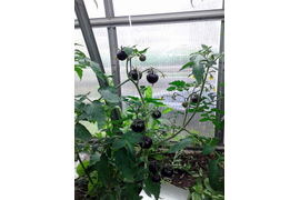 полудет Королева ночи, 30 июня.