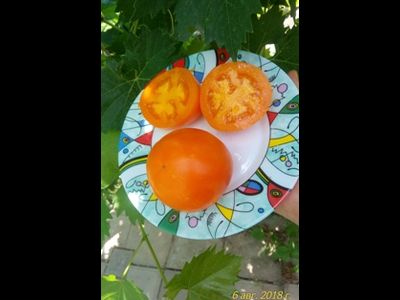 Томат Граф из Эджкомба (Earl Of Edgecombe)