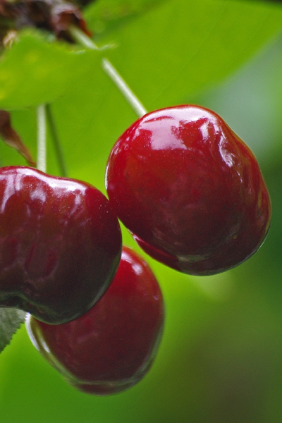 Вишня Харитоновская