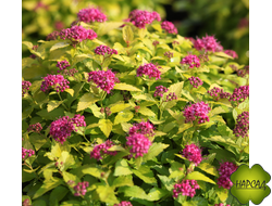 Спирея японская "Голден Принцесс" (размер саженца 10-15 см)