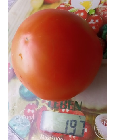 Томат Техас