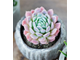 Эхеверия Зоннестраал Розовая - Echeveria Zonnestraal Pink