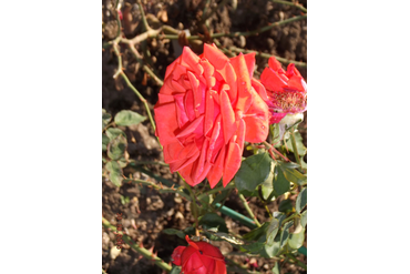 Огни Ялты (флорибунда). Селекция НБС