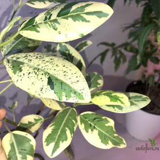 Ficus Rubiginosa variegata / фикус рубигиноза вариегатный