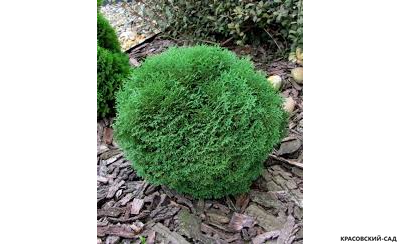 Туя Тини Тим - Tiny Tim