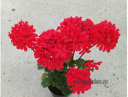 Пеларгония Ирида Майский Салют