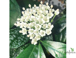 Дюпперея паветифолия / Duperrea pavettifolia