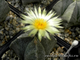 Astrophytum myriostigma v.guadricostatum - 5 семян