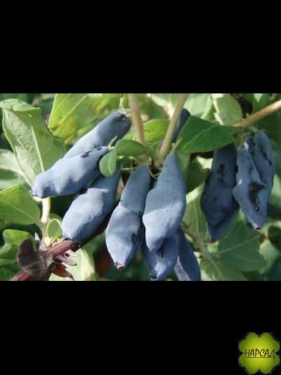 Жимолость "Нимфа" (очень сладкая, с небольшой горчинкой)